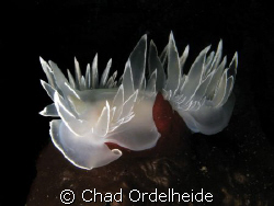 Although the Puget Sound was freezing I was rewarded with... by Chad Ordelheide 